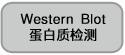 Western Blot蛋白质检测